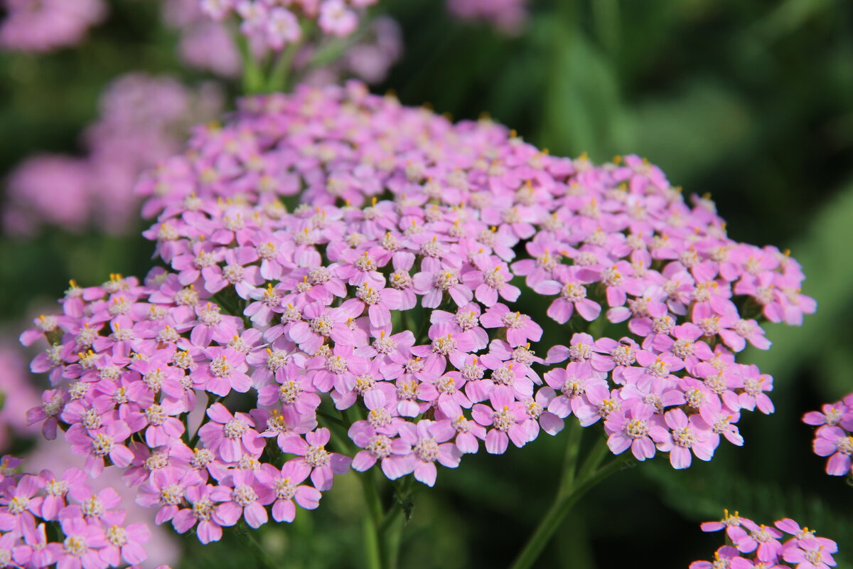 Тысячалистник - Tim Andrews