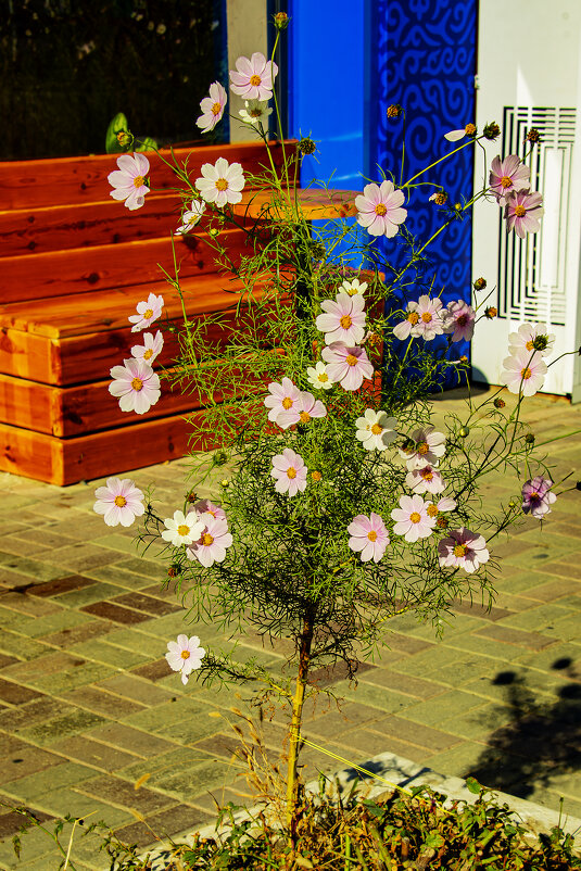 Букет во дворе - Анатолий Чикчирный