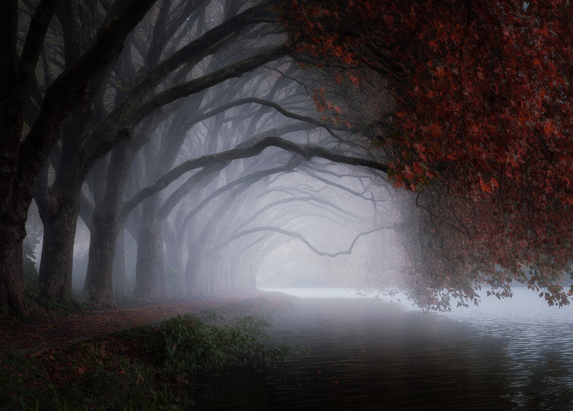 Старые платаны! Озеро Бальденай. Город Эссен. Германия - Игорь Геттингер (Igor Hettinger)