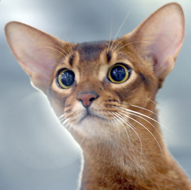 Кошки в Крокусе 29 ноября - Михаил Бибичков Кошки в Крокусе 29 ноября - Михаил Бибичков