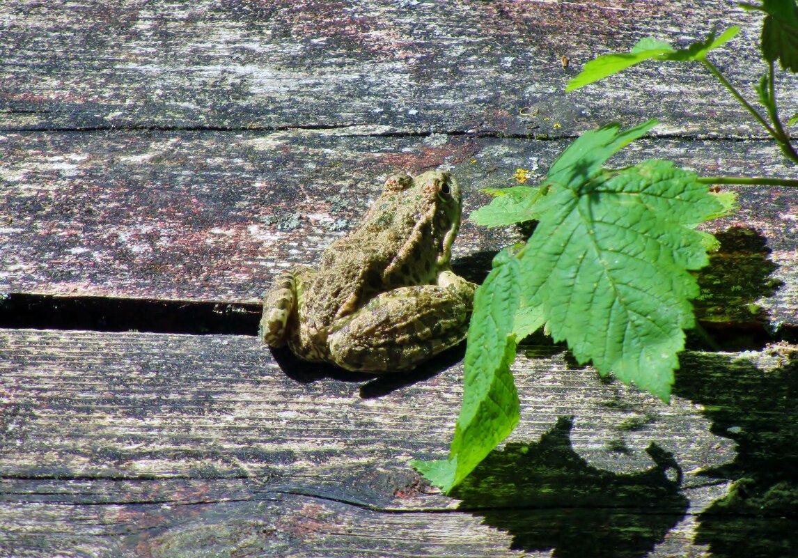 ..лягушка на мостике  греется на солнце... - galalog galalog