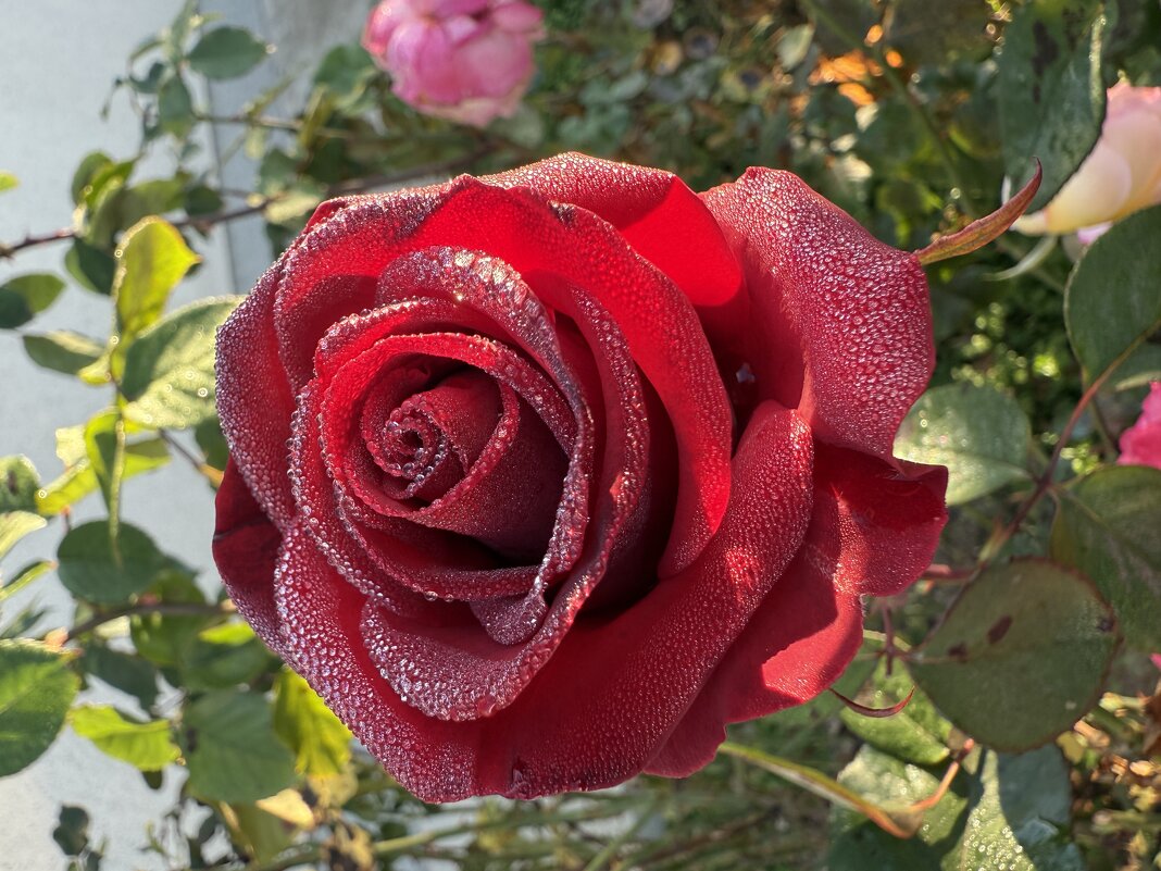 Роза - Валентина .