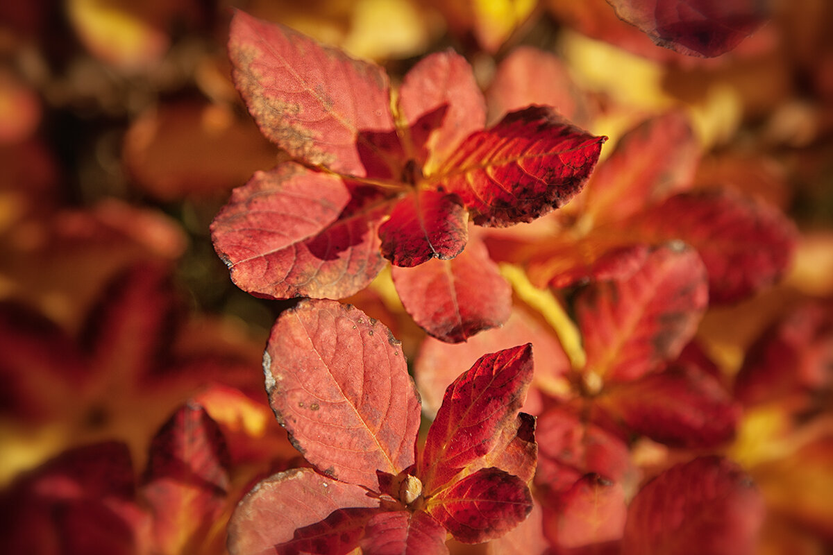 Отгорели, отпылали краски осени. - Лилия *