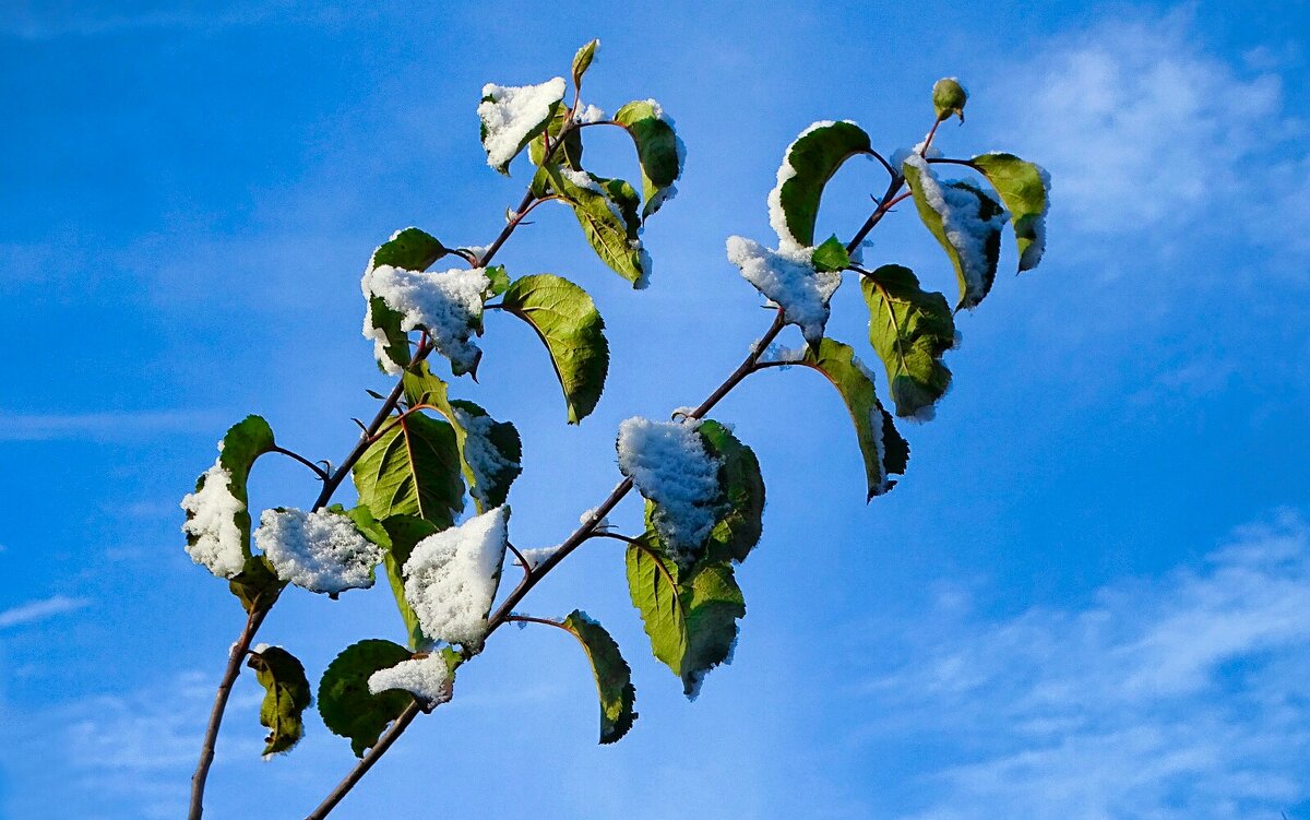 Картинка поздней осени. - Милешкин Владимир Алексеевич 