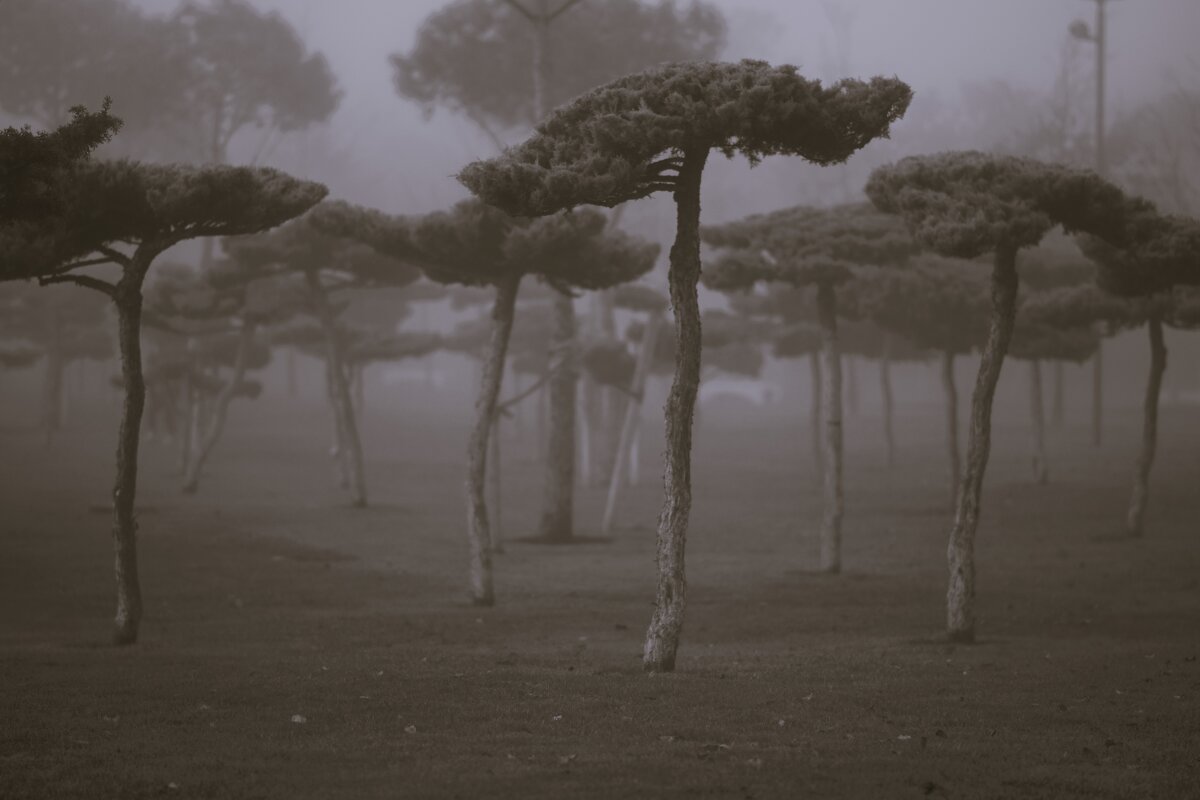 Танцуют - Юрий Полторыхин.