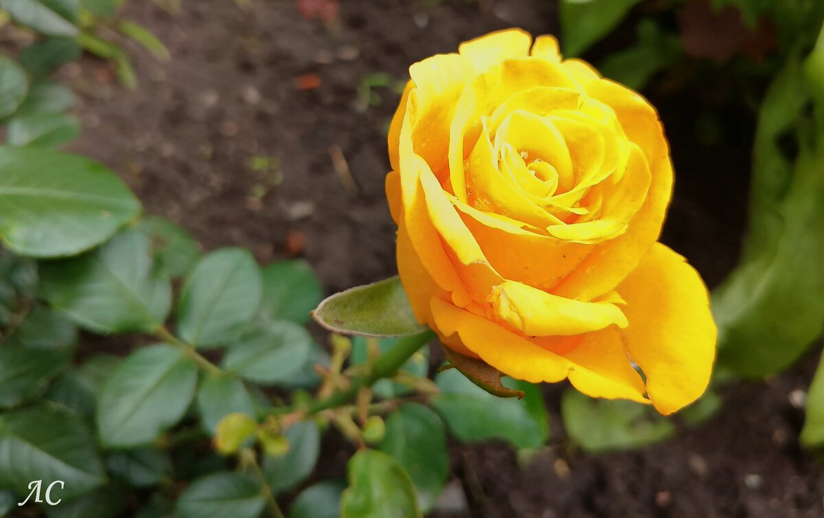 Розы, ах розы! - Любовь Сахарова