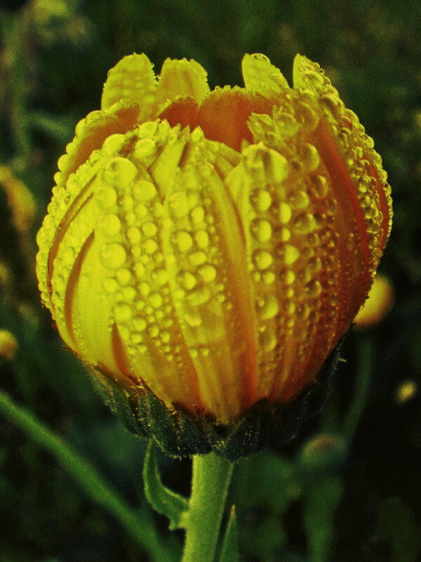 Бутон календулы в каплях дождя - Людмила Смородинская