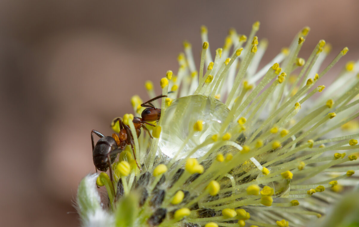 Муравейка - Андрей Пристяжнюк