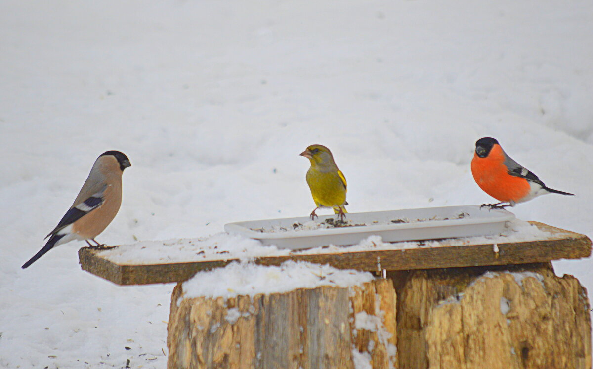 Трио) - Татьяна Лютаева
