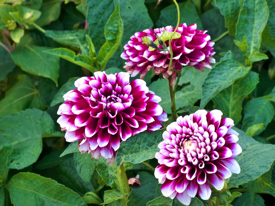 Геортина многолетняя Эдинбург - Валентин Семчишин Геортина многолетняя Эдинбург - Валентин Семчишин