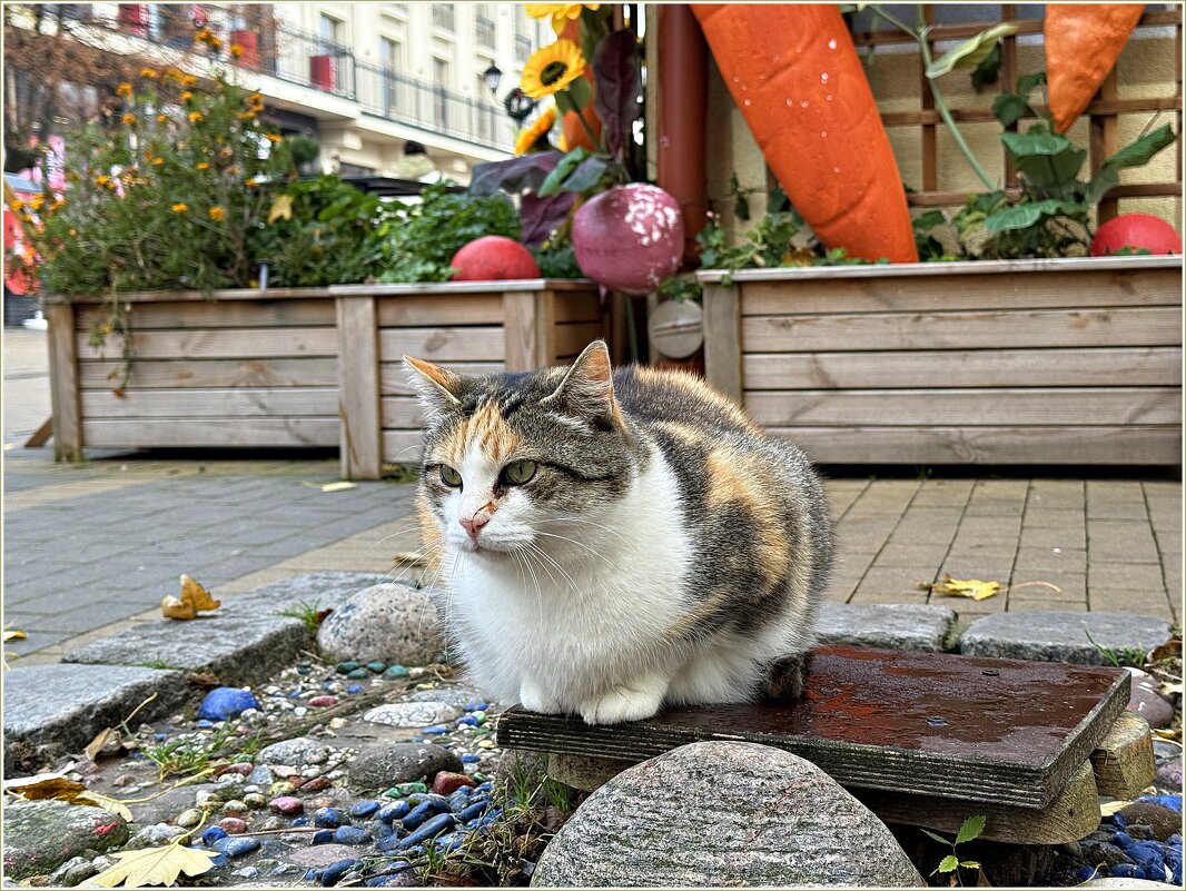 Зеленоградский. - Валерия Комова