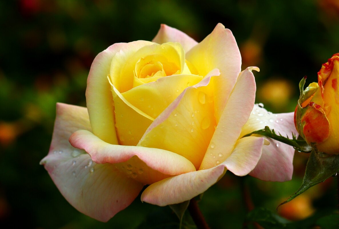 С днём Матери - Юрий. Шмаков С днём Матери - Юрий. Шмаков