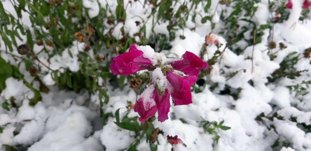 Картинки осени - Ольга Картинки осени - Ольга