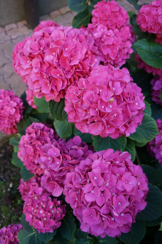 Маме..... - Алёна Савина