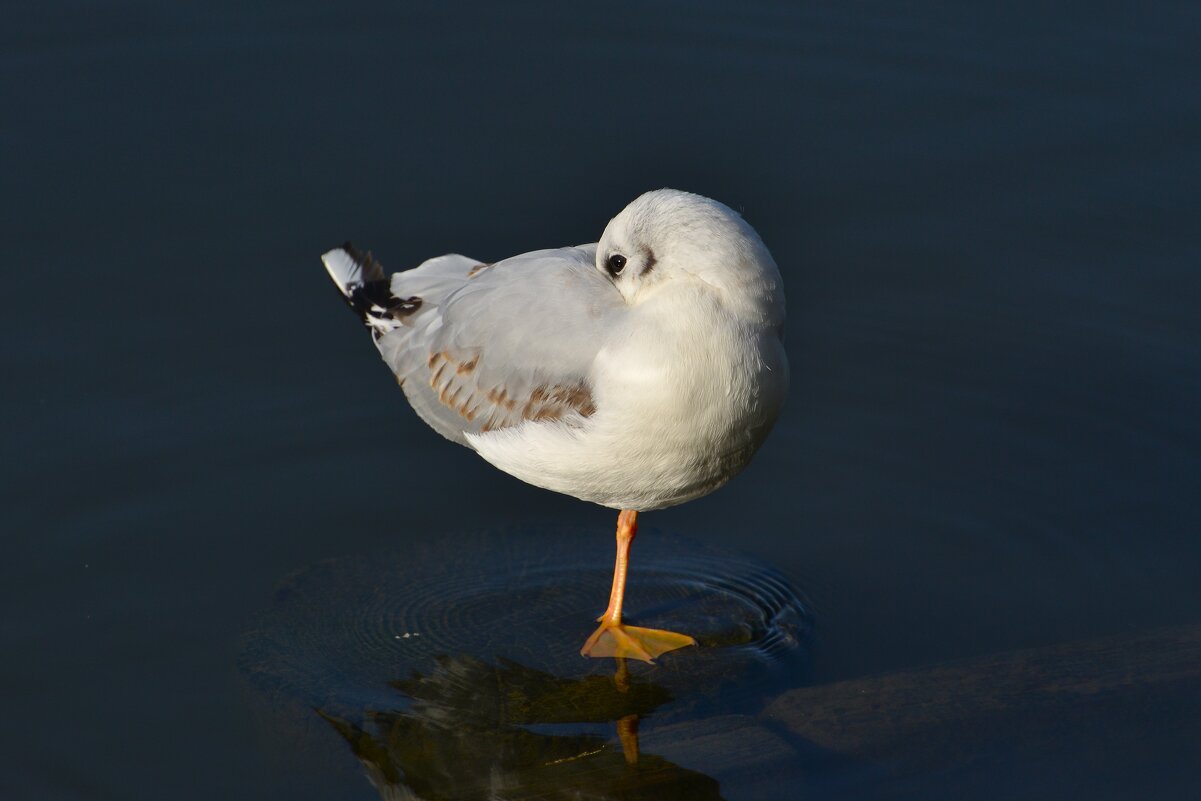 Недремлющий взгляд ... - Константин Анисимов