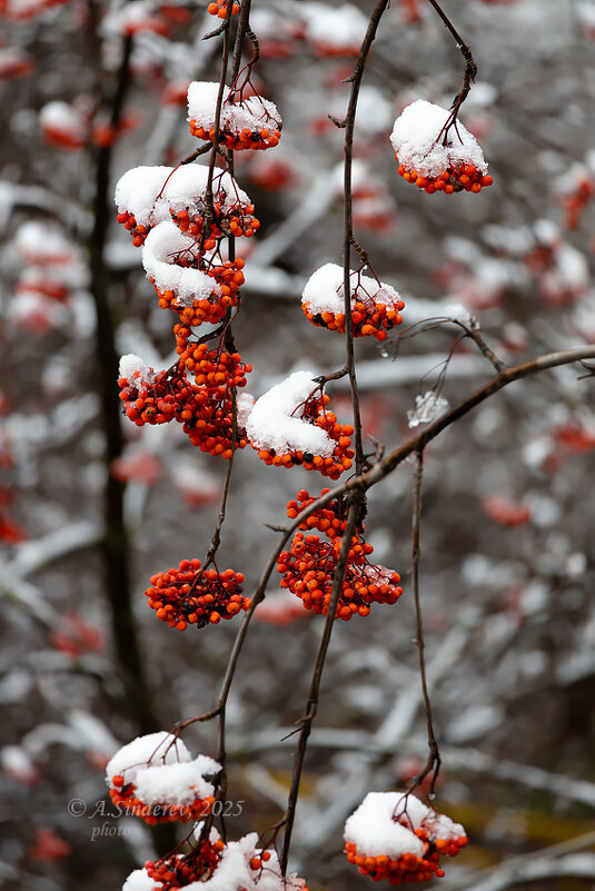Ноябрьская рябина в снегу - Александр Синдерёв