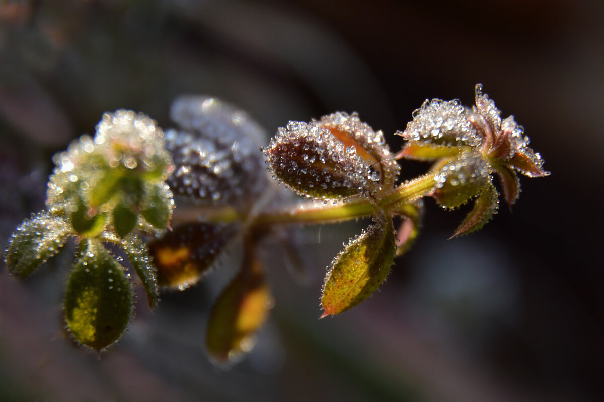 Засеребрились с утра в инее травы… - Надежда Куркина 