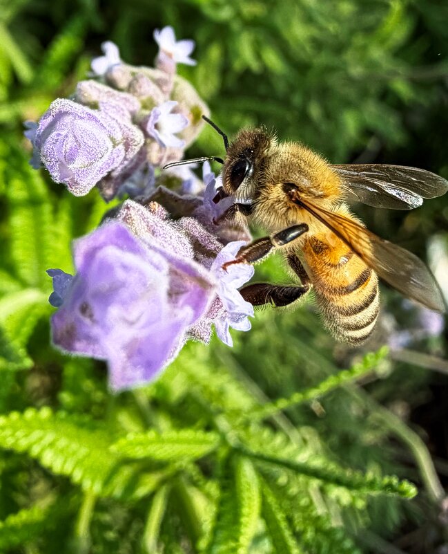 Пчёлка 30 ноября собирает мёд с лаванды - Александр Деревяшкин