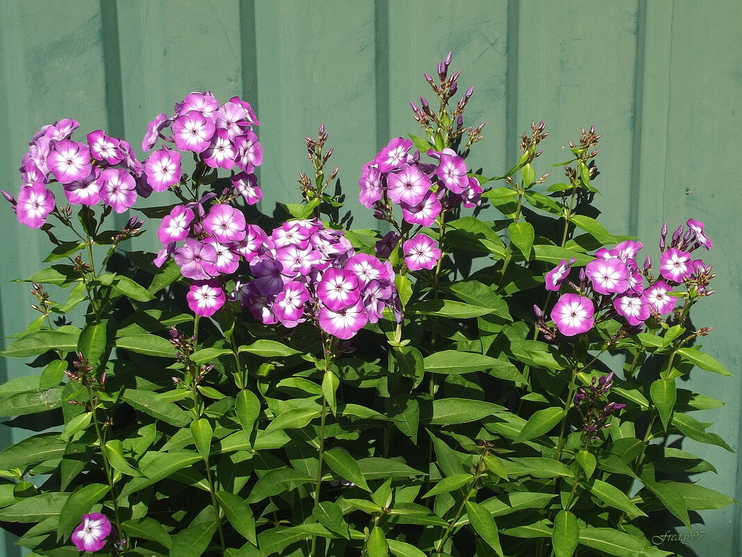 Флоксы - Freddy 97