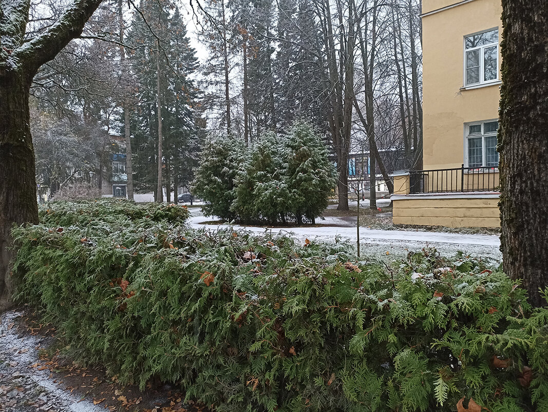 Первый снег. Зеленогорск. Ленинградская область. - Лилия *