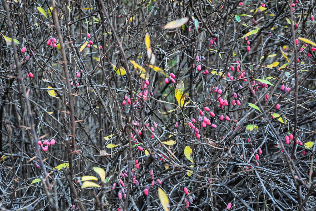 Барбарис в конце ноября - Татьяна Машошина