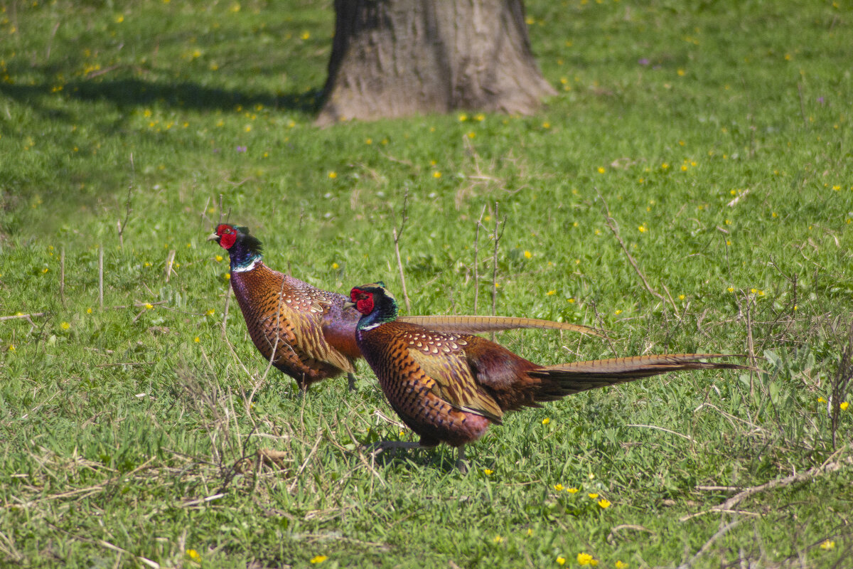 Фазаны. - Александр 