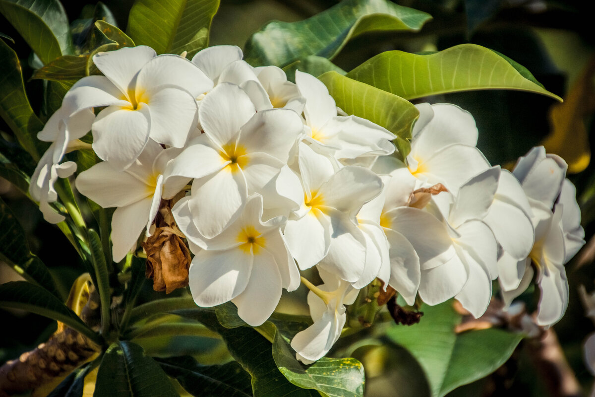 Плюмерия. - Максим 