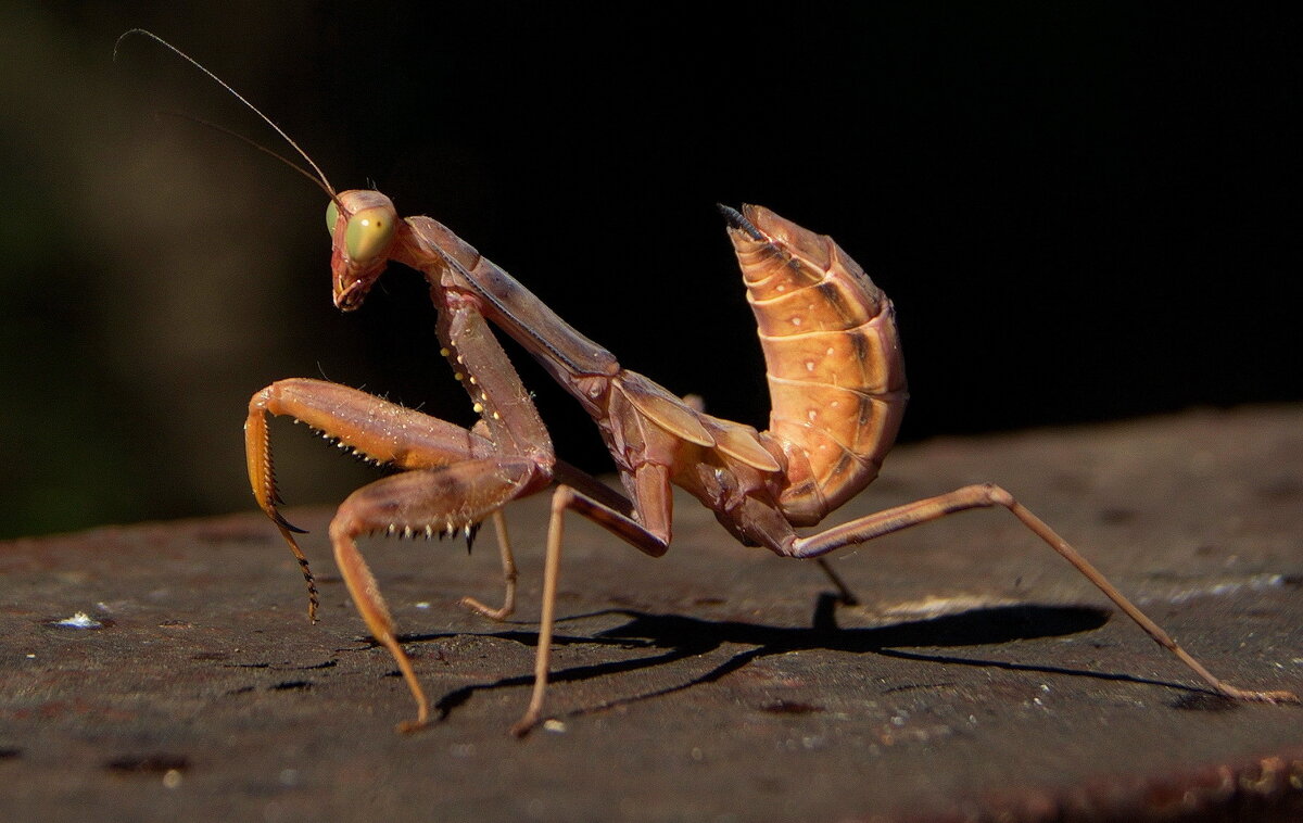 Богомол - Любовь Овсянкина Богомол - Любовь Овсянкина