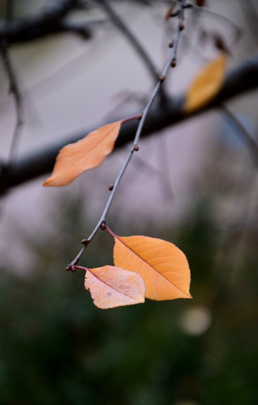 *** - Павленко Михаил 