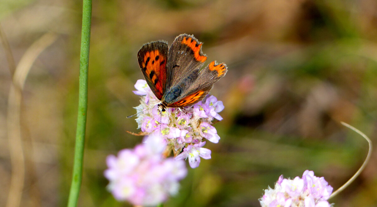 опять про бабочек...116 - Александр Прокудин