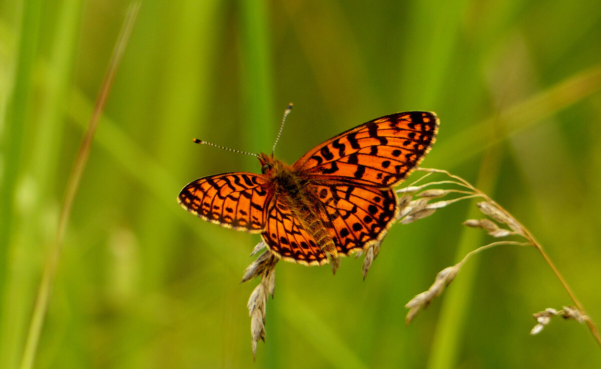 опять про бабочек...120 - Александр Прокудин