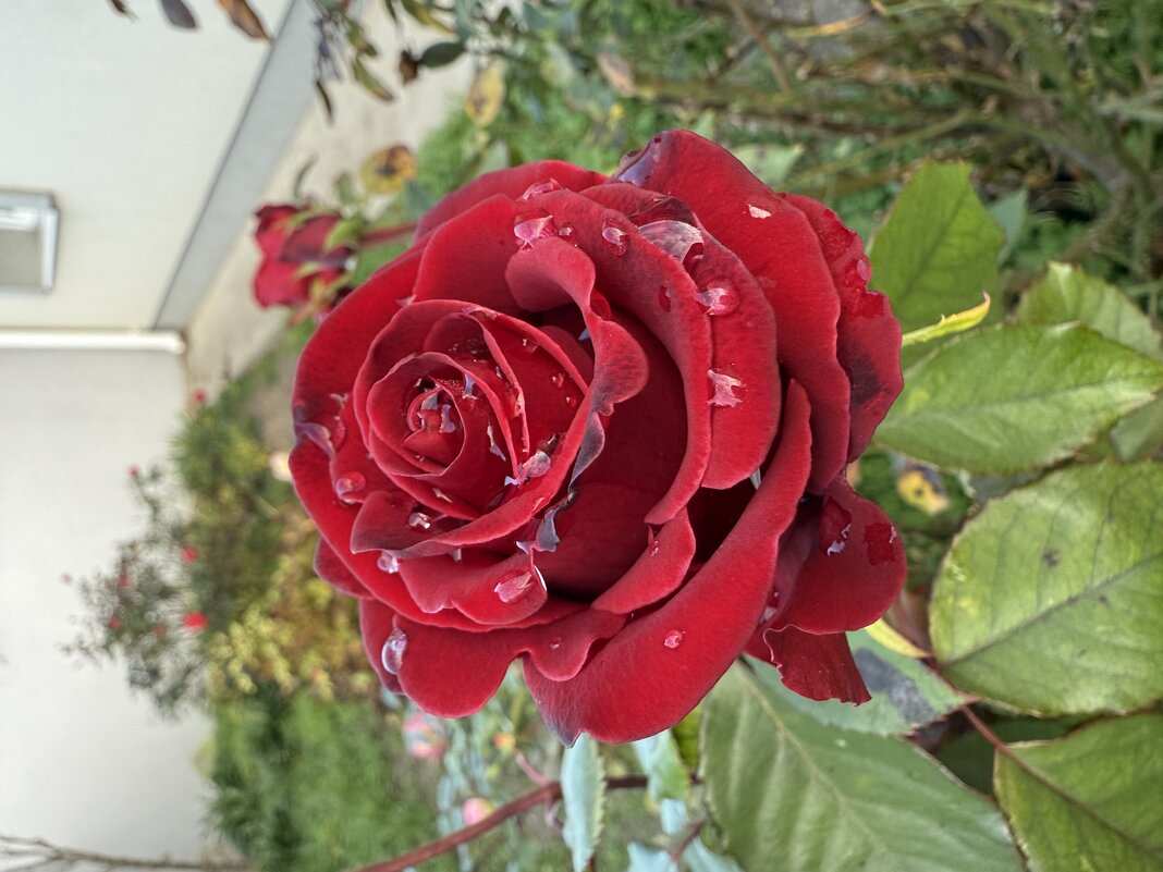 Роза после дождя. - Валентина .