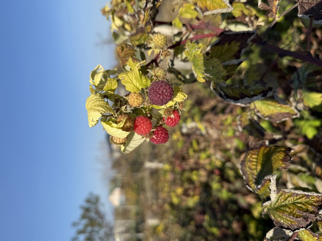 Малина в ноябре. - Валентина .