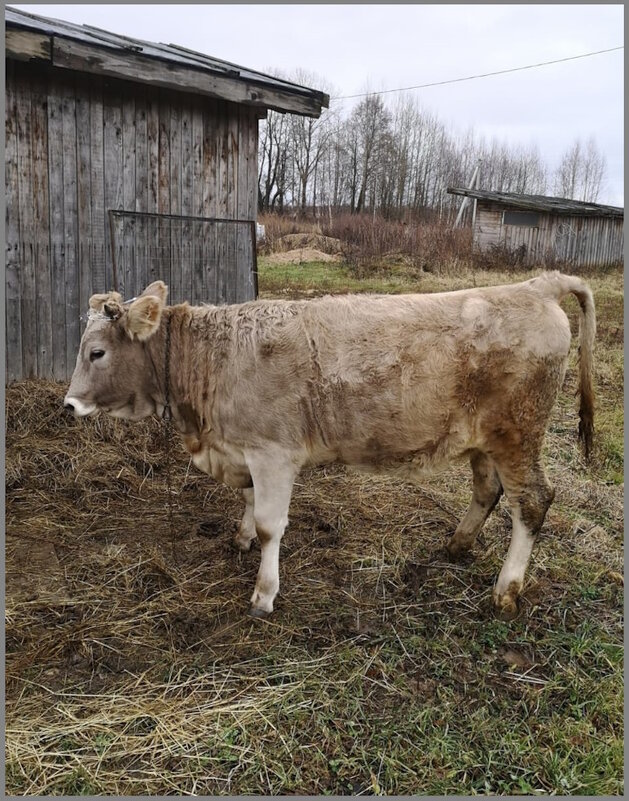 Бычок - Ольга Довженко