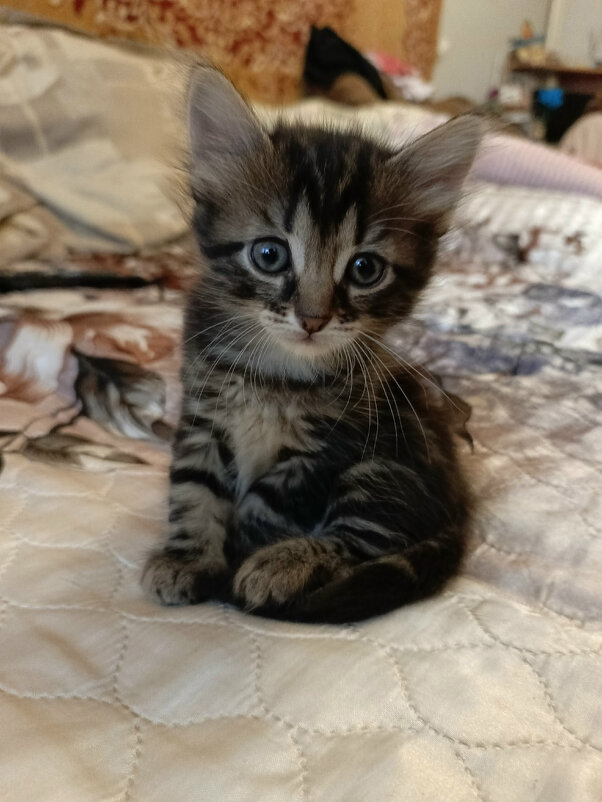 *** - Андрей Л. В.