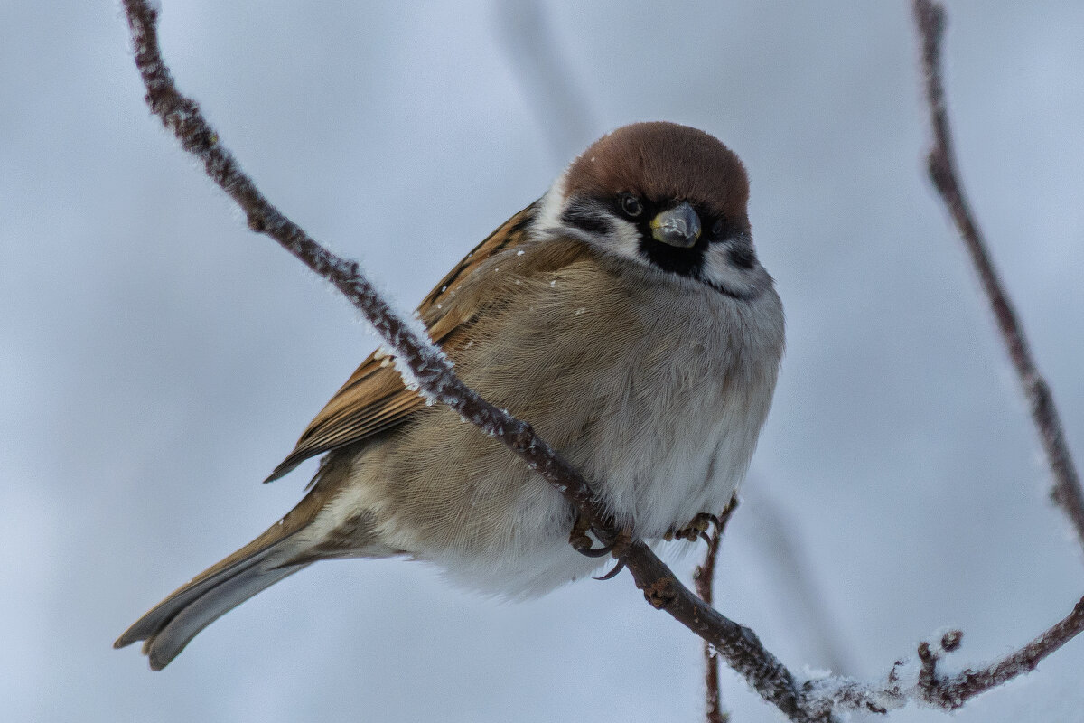 *** - Виктор Иванович Чернюк