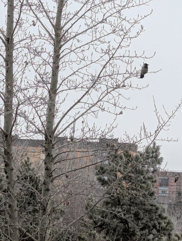 Должны сыра,подвести... - Андрей Хлопонин