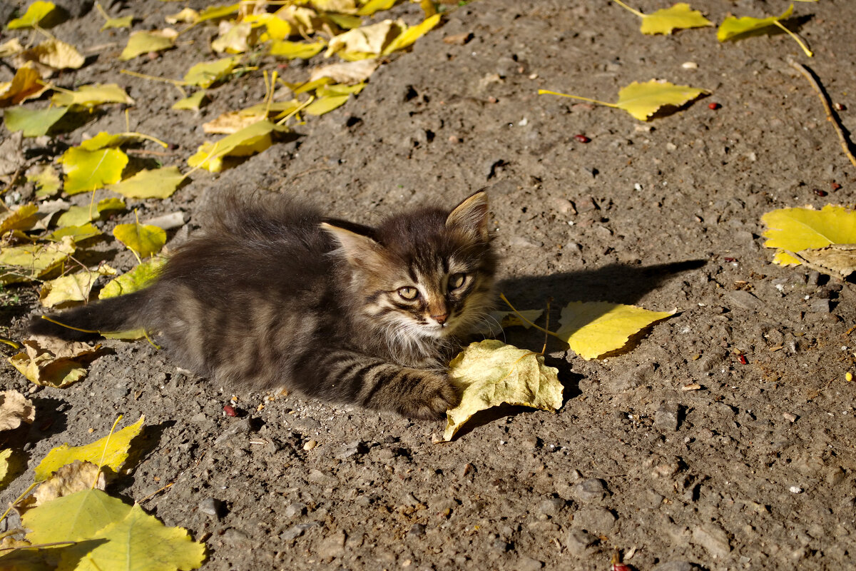 Котенок - Александр Лычагин