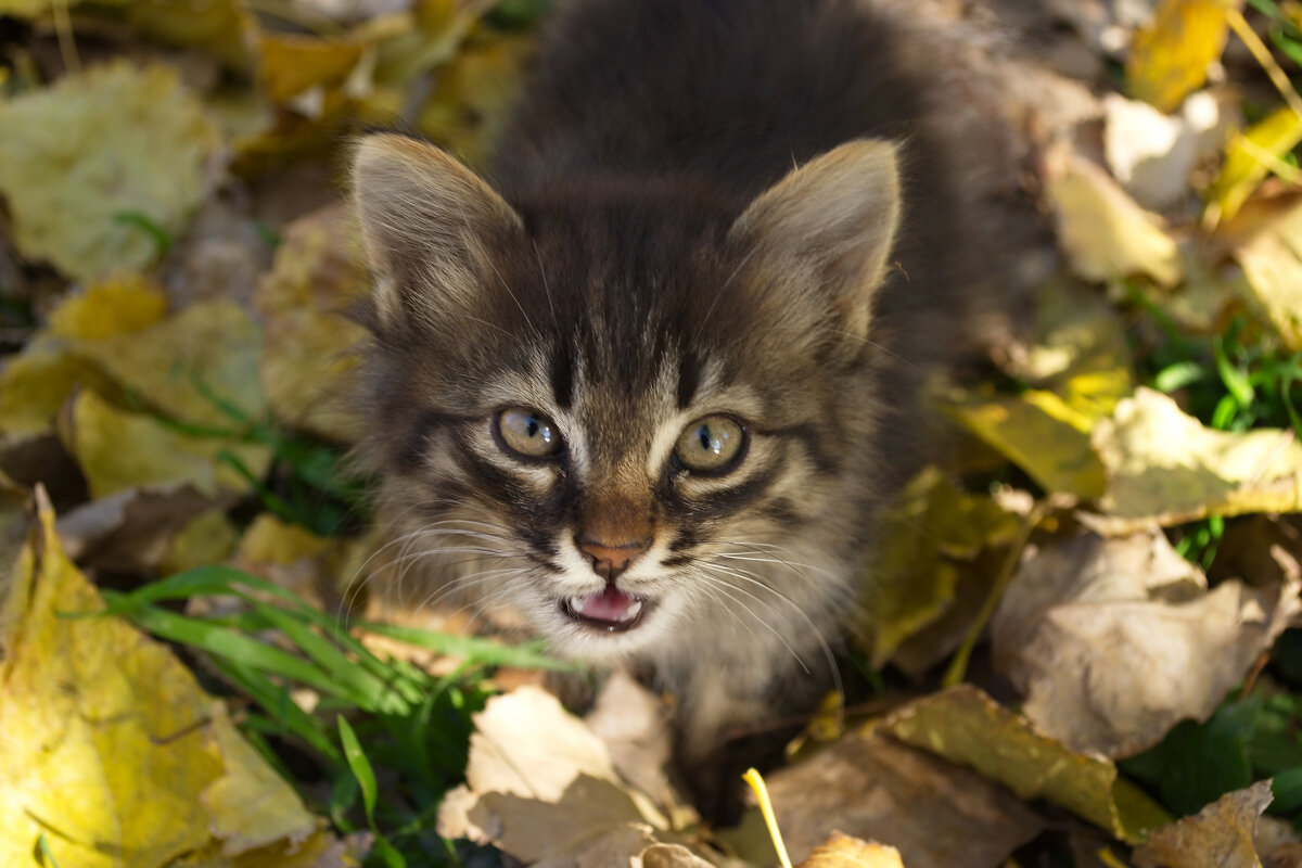 Котенок - Александр Лычагин