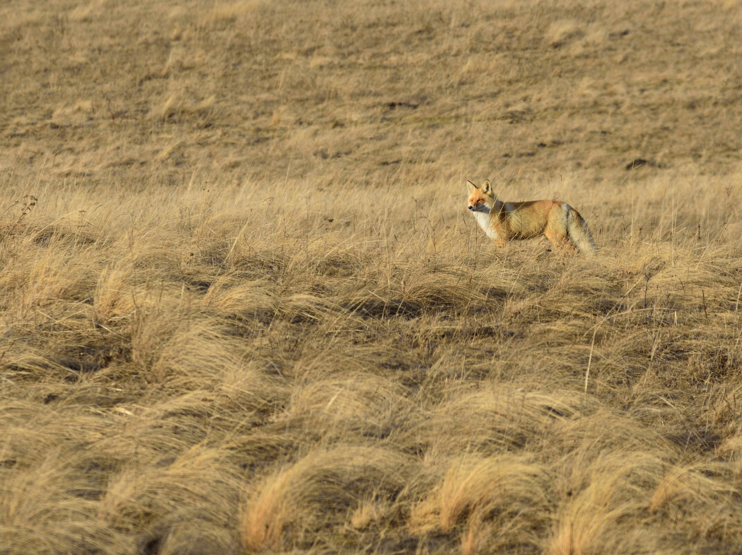 Царица камуфляжа - Петр 