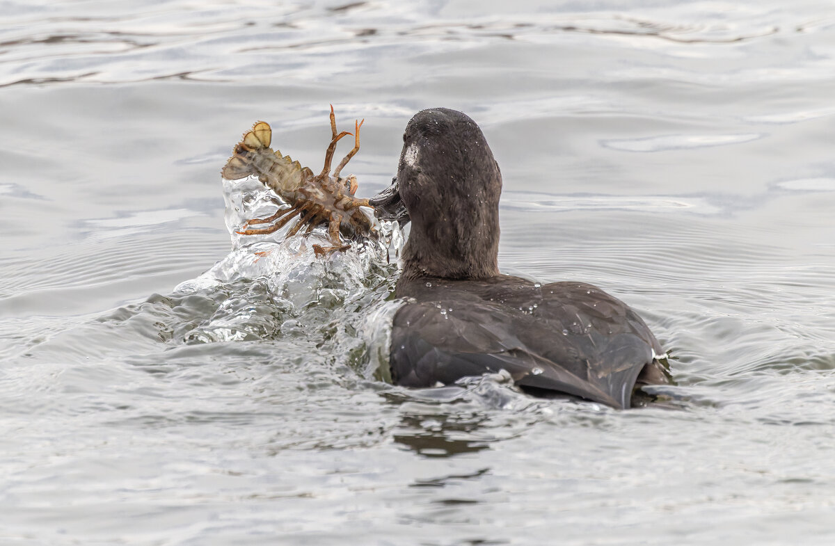 турпан. - юрий макаров