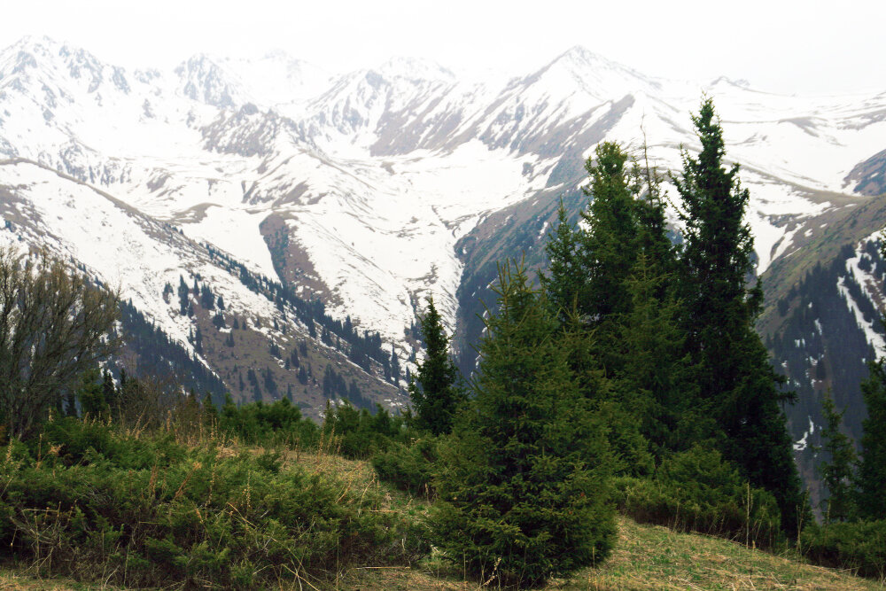 Пасмурно и туманно в горах - Галина Ильясова