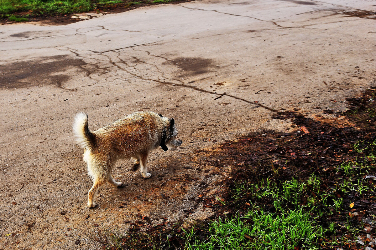 Проверка территории - Юрий Гайворонскiий