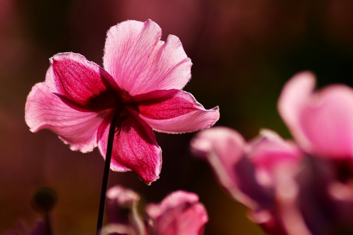 Доброе утро - Юрий. Шмаков