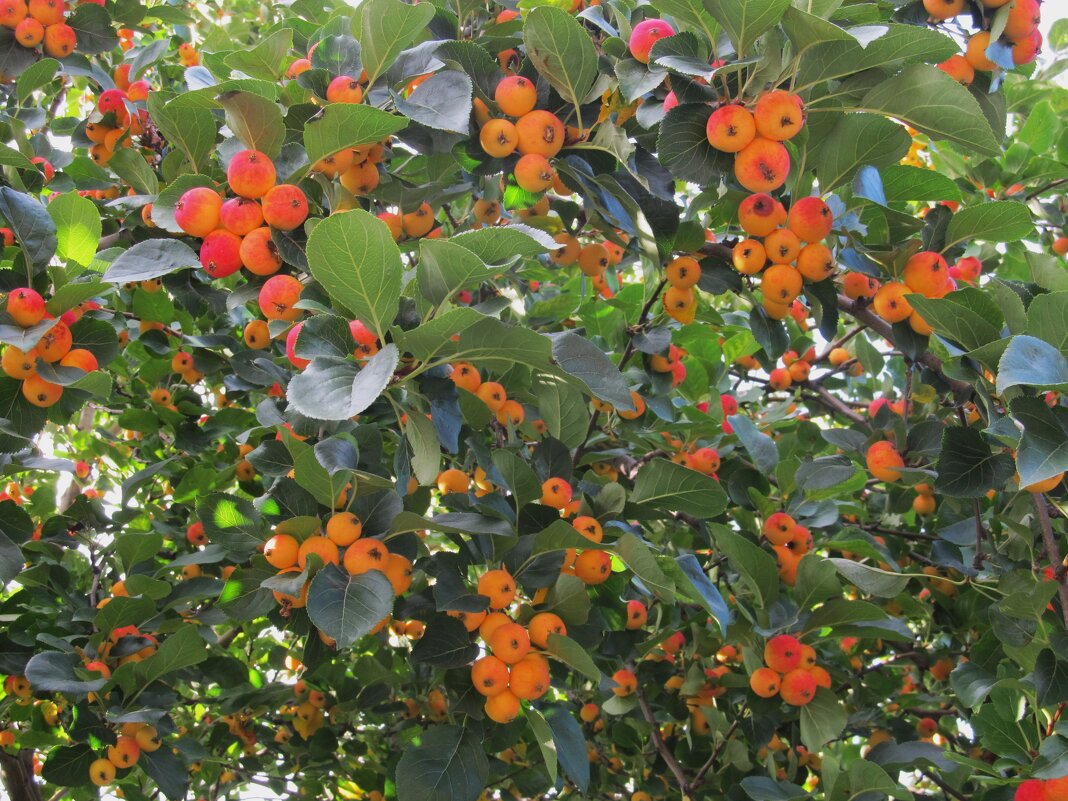 дичок - Елена Шаламова