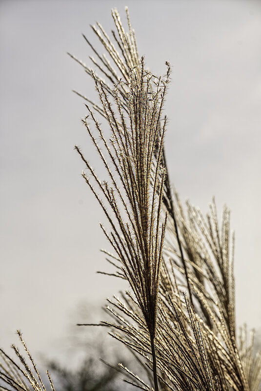 Мискантус китайский - Игорь Сикорский