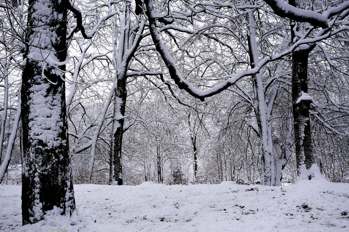 Первый снег - Рита Симонова