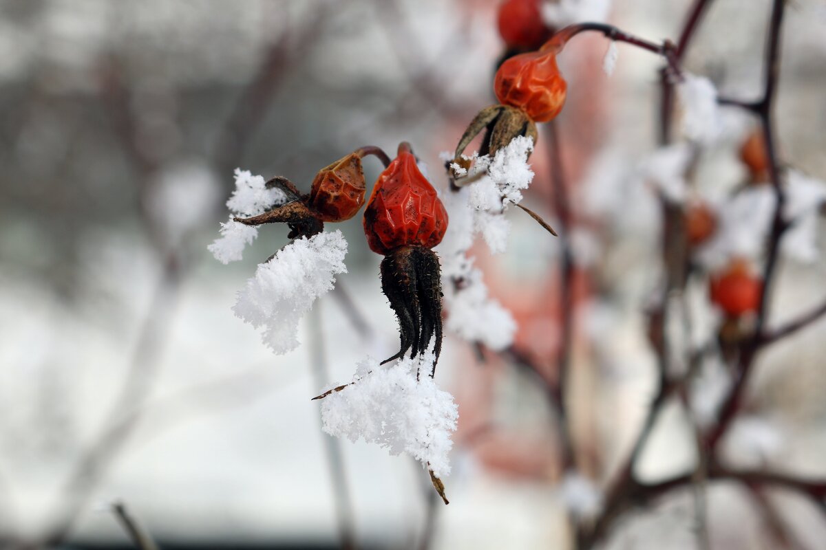 Иней на шиповнике - Ольга 