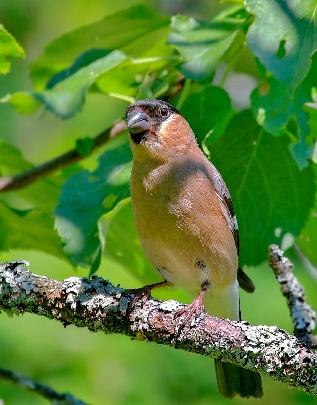 самочка... - Andrey Bragin 