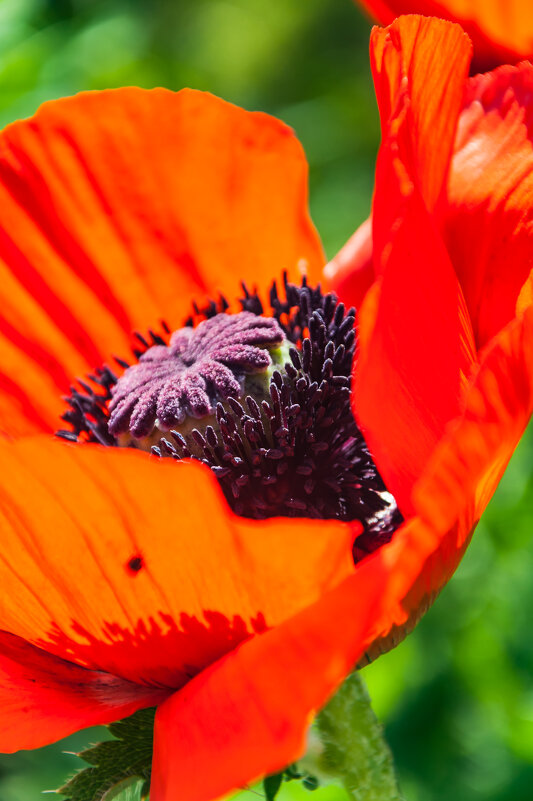 Мак - Олег Загорулько